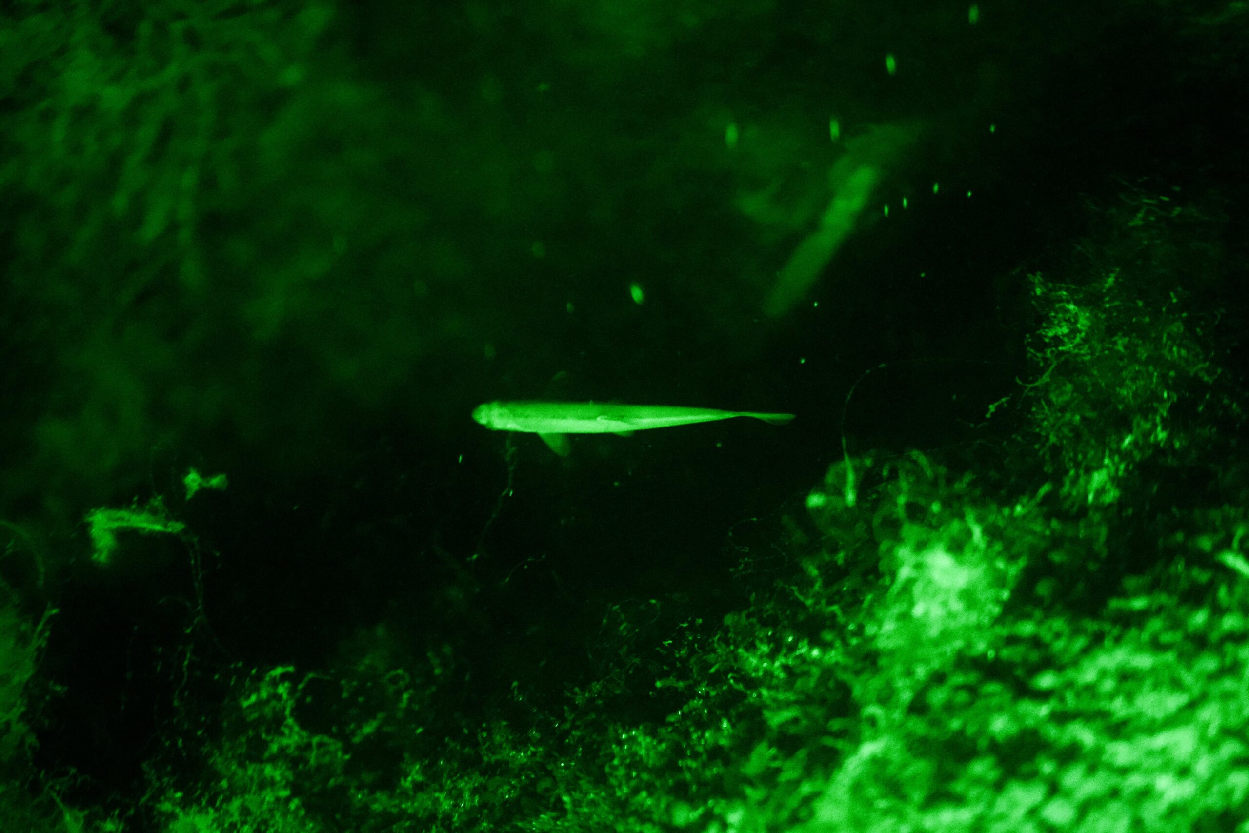 fish seen during nighttime kayaking tour
