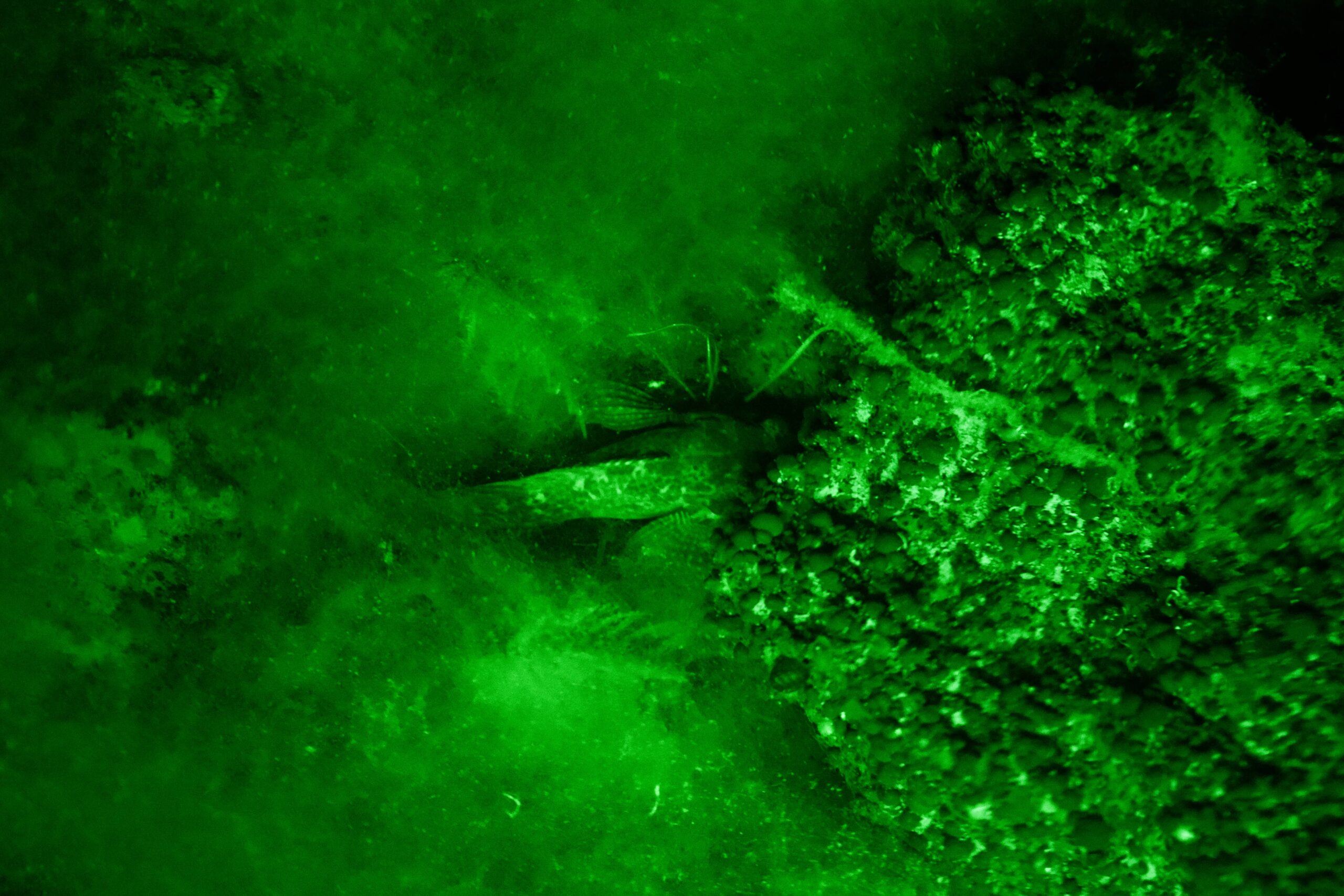 fish under water at night