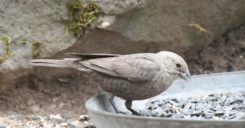 bird watching in klamath falls oregon